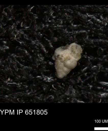 undet. Heterohelicidae