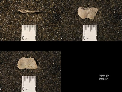 Chonetina flemingi var. alata