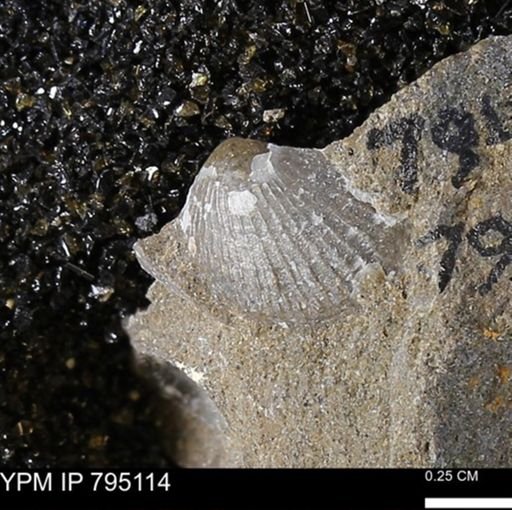 Oxytoma (Hypoxytoma) nebrascana