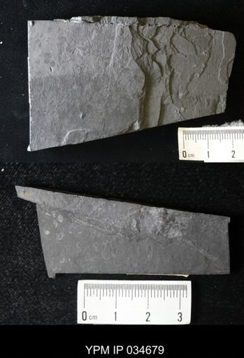 Palaeolimnadia sp.