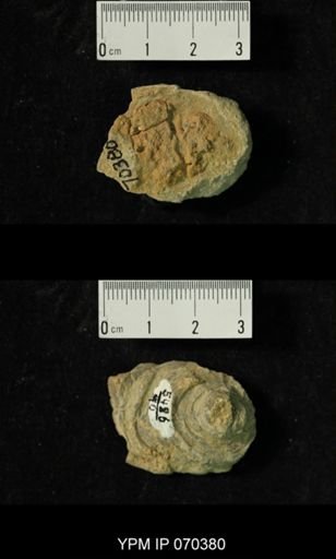 Heliolites nucella