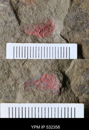 undet. Arthropoda