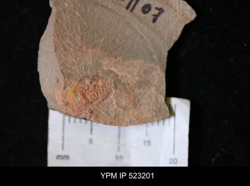 undet. Arthropoda