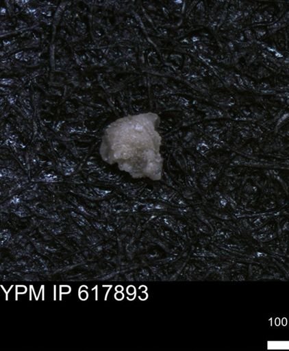 undet. Foraminiferida