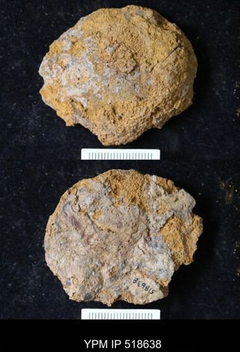 undet. Echinodermata