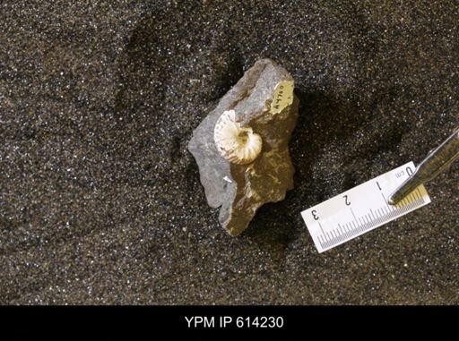 Hoploscaphites sp.