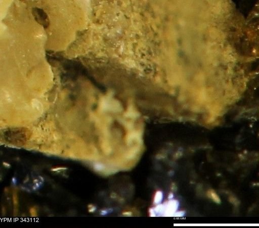 undet. Scaphitidae