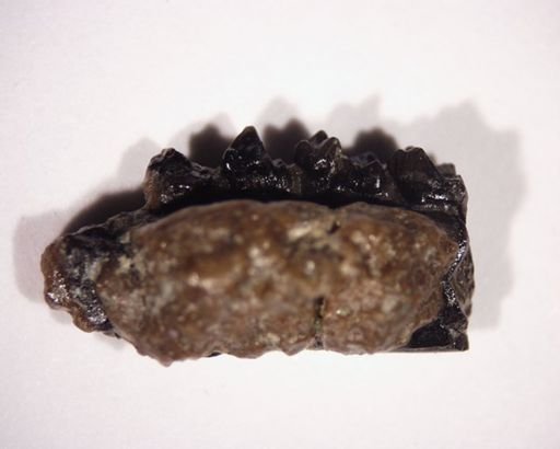 Teilhardina
