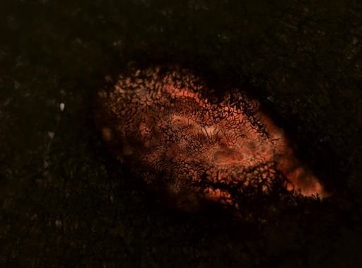 Stylochus ellipticus