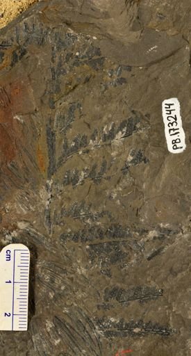 Pecopteris sp.