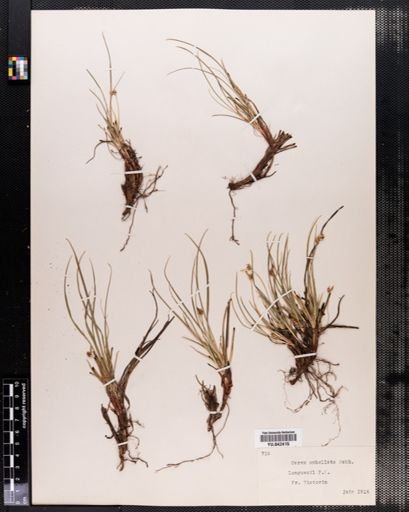 Carex vaginata