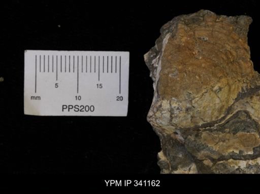 Inoceramus sp.