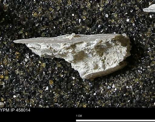 Strophodonta sp.