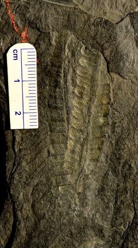 Pecopteris unita
