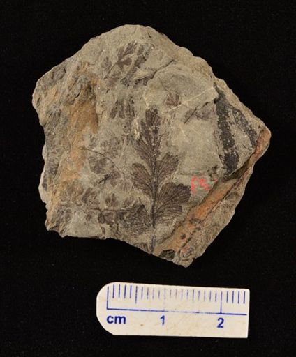 Sphenopteris sp.