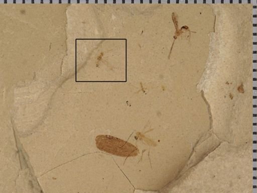 Psocoptera?