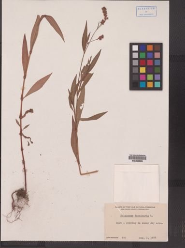 Polygonum persicaria