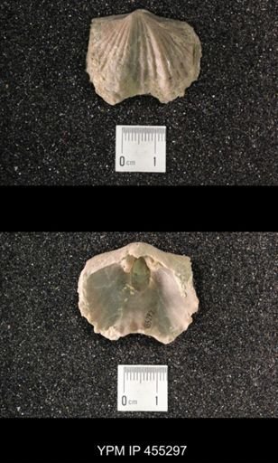 Platystrophia ponderosa