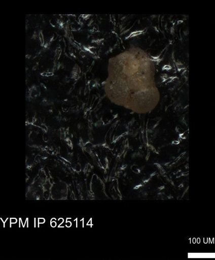 undet. Foraminiferida
