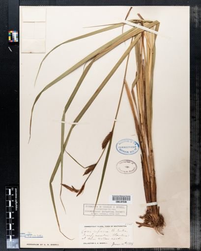 Carex riparia