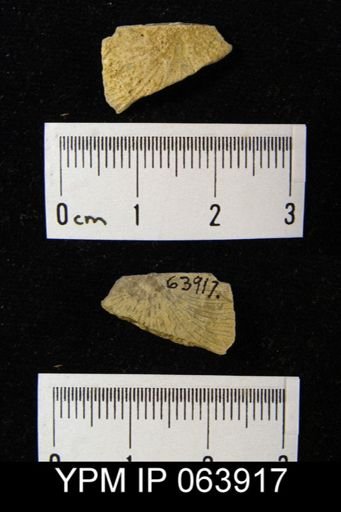 Strophonella roemeri