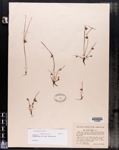 Scirpus
