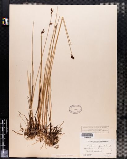 Scirpus