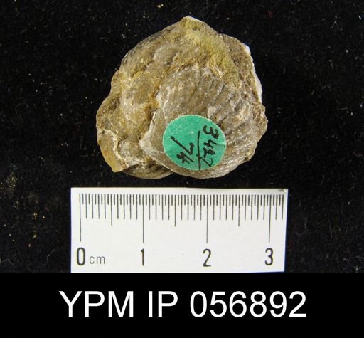 Uncinulus sp.