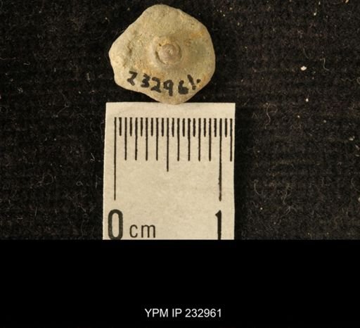 Archaeocidaris sp.