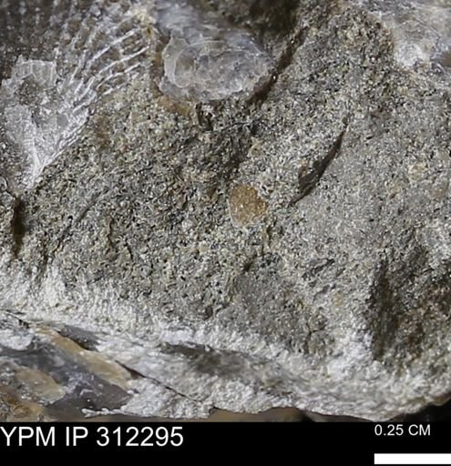 undet. Mollusca