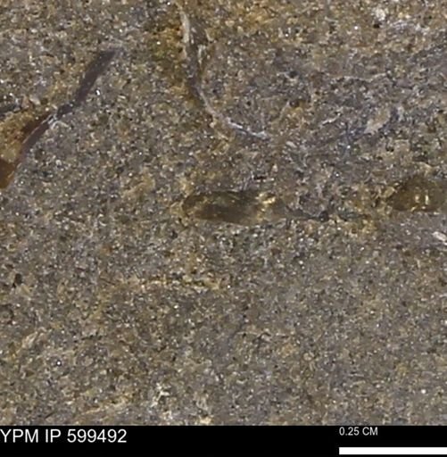 undet. Bivalvia
