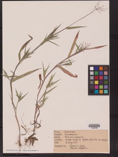 Panicum auburne