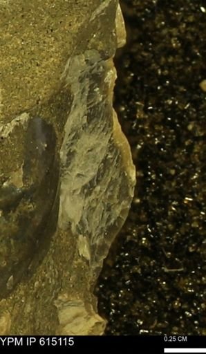 undet. Mollusca