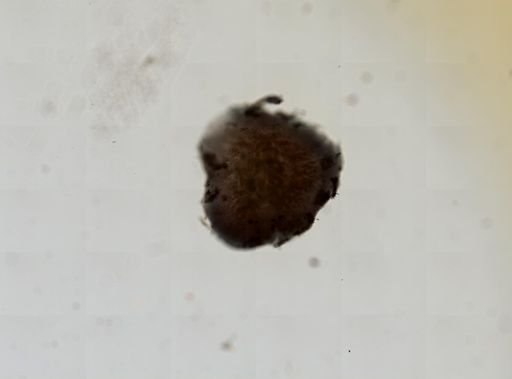 Stylochus ellipticus