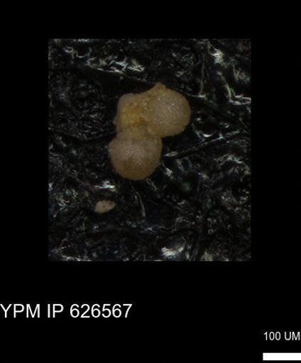 undet. Foraminiferida
