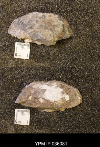 Sphenodiscus sp.