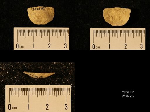 Chonetes granulifer