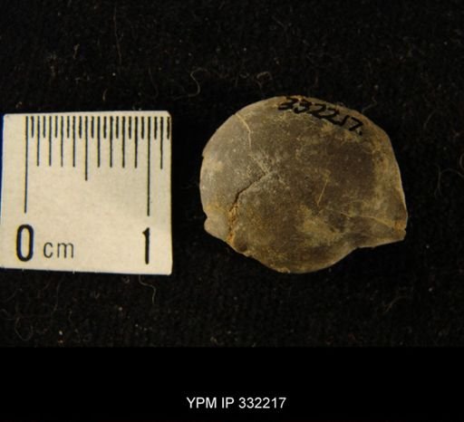 Illaenus americanus