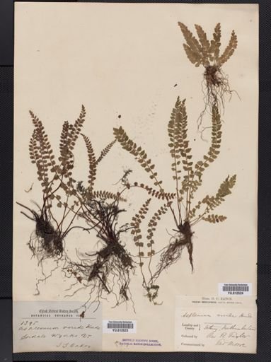 Asplenium viride