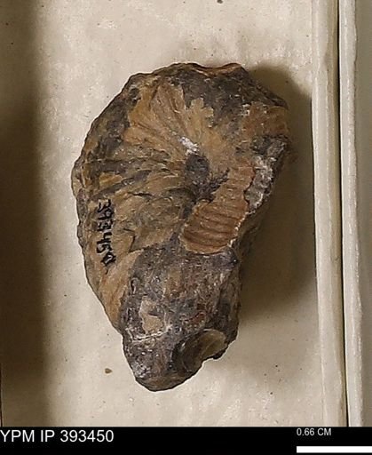 Scaphites sp.