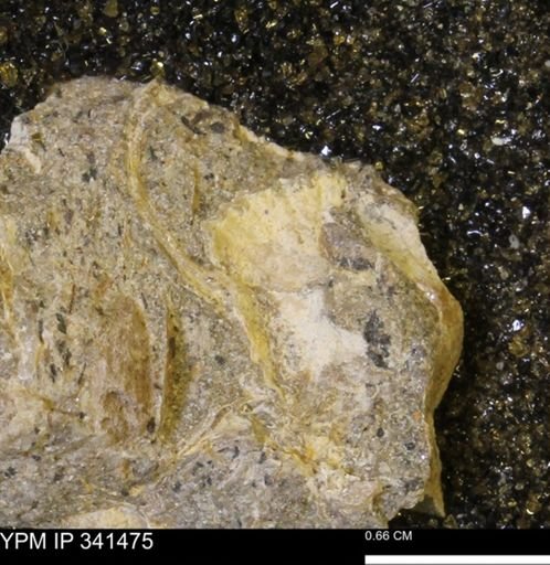 Scaphites sp.