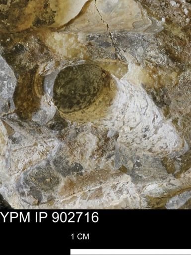 Baculites sp.