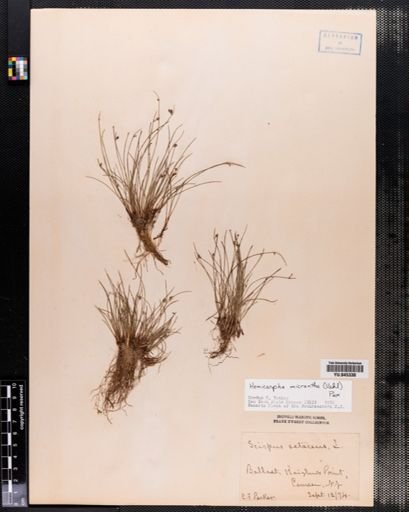 Lipocarpha micrantha