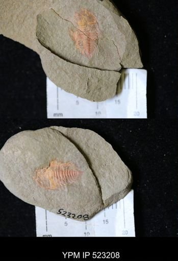 Anacheirurus sp.