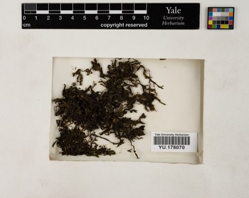Plantae