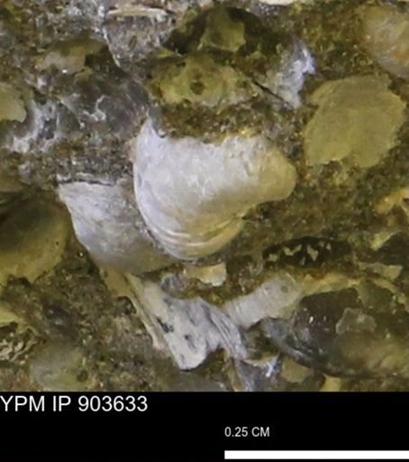 Corbulamella sp.