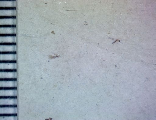 undet. Pterygota