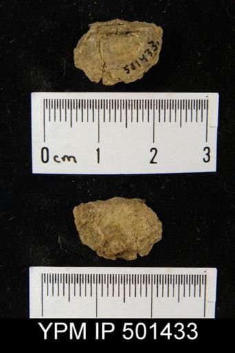 Chonetes sp.