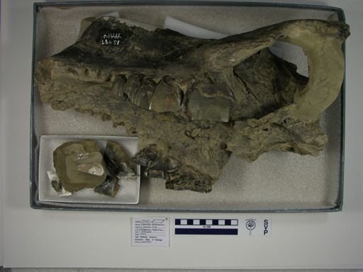 Nesodon imbricatus