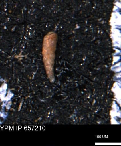Verneuilinoides kansasensis
